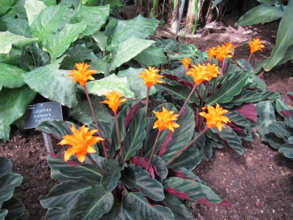 Planta tropical Calathea flores anaranjadas