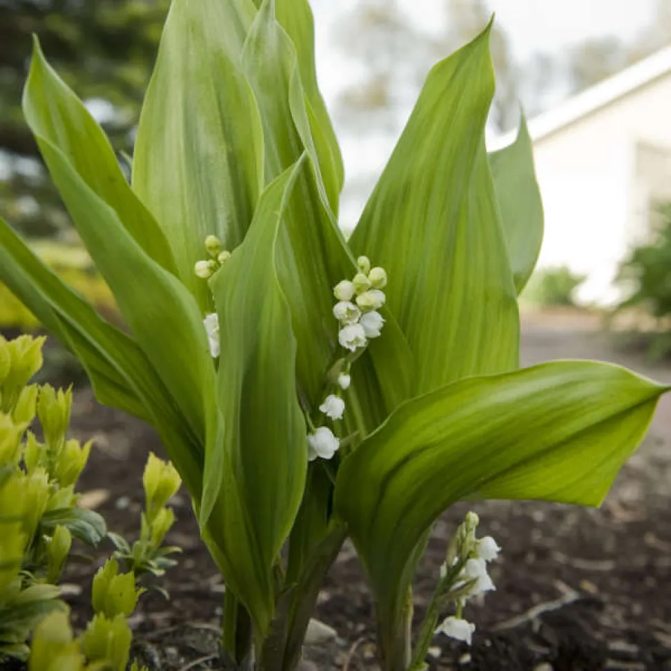 Giant lily of the valley Convallaria majalis