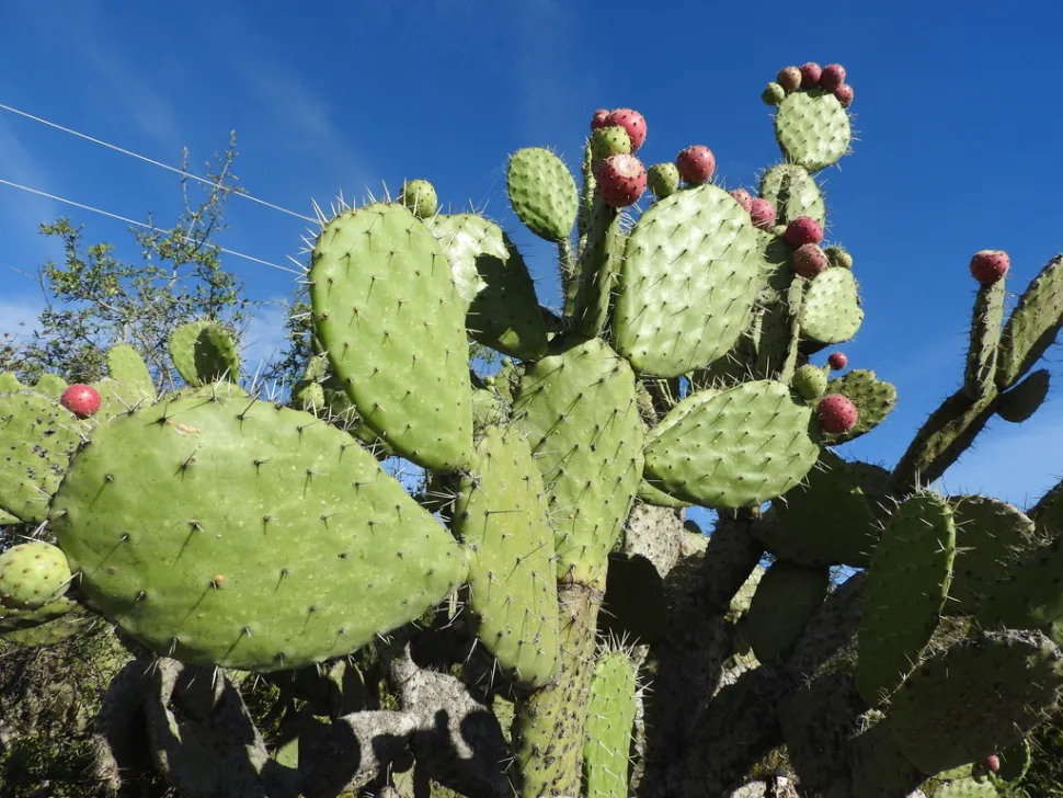 Opuntia tomentosa in de grond