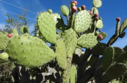 Opuntia tomentosa nel terreno
