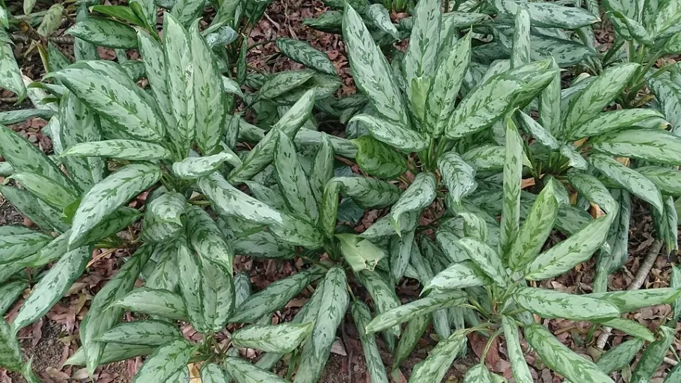 Aglaonema Silver Queen en el suelo