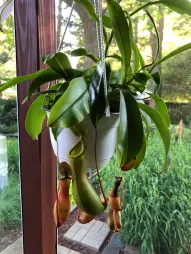Nepenthes alata in suspensie