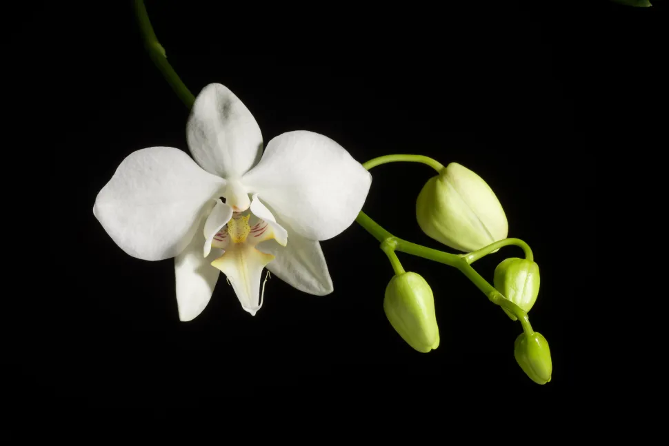Orchidée papillon fleurs blanches labelle jaune