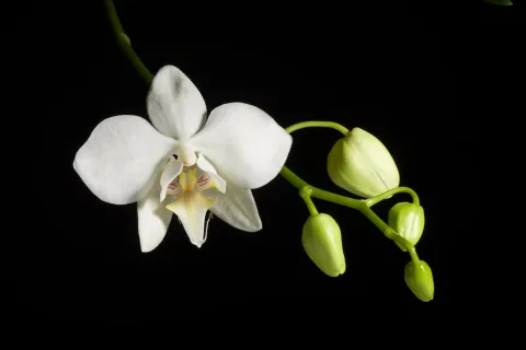 Orchidée papillon fleurs blanches labelle jaune