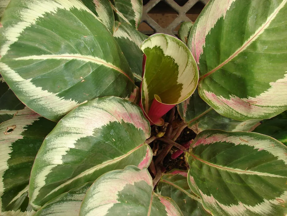 Calathea groen en roze roseopicta