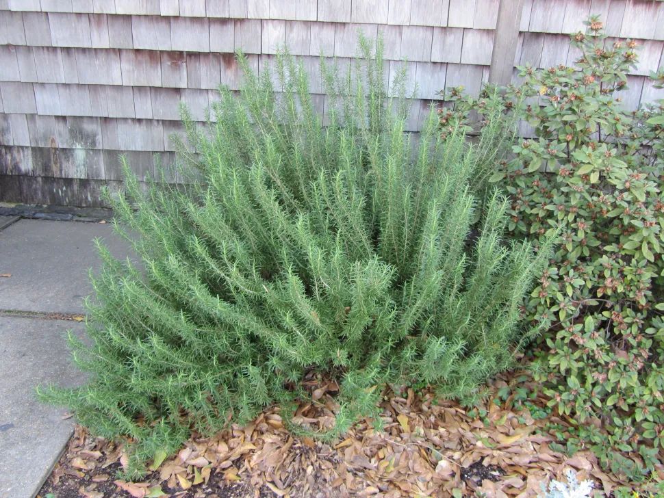 Cespuglio di rosmarino pianta verde aromatica