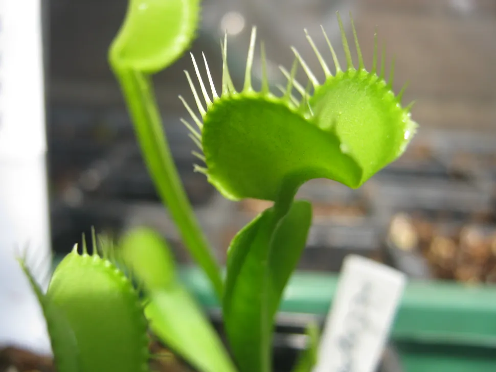 Blad van Dionaea muscipula 'All Green