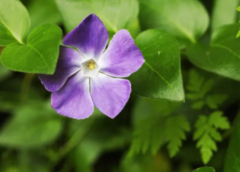 Violette Blüte 5 Blütenblätter Kleines Immergrün