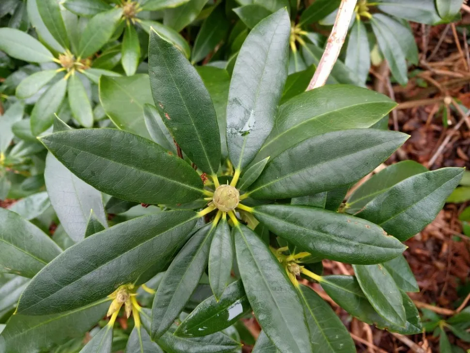 Folha de palmeira Rhododendron ponticum