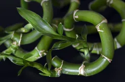 Nærbillede af dracaena braunii-stamme