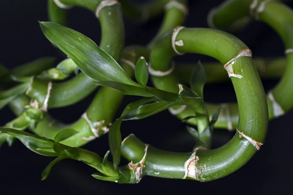 Primo piano del fusto di dracaena braunii