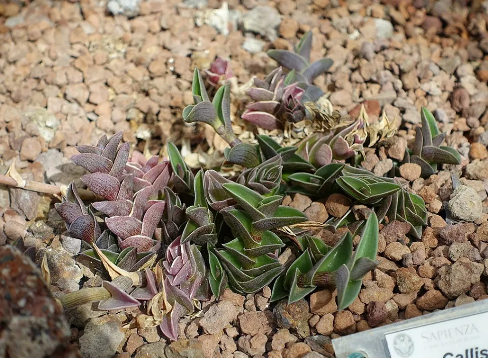 Foglie di Callisia navicularis