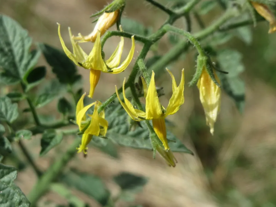 Fleur jaune tomate