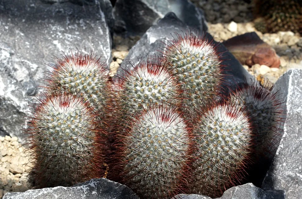 Petit cactus Mammillaria bombycina
