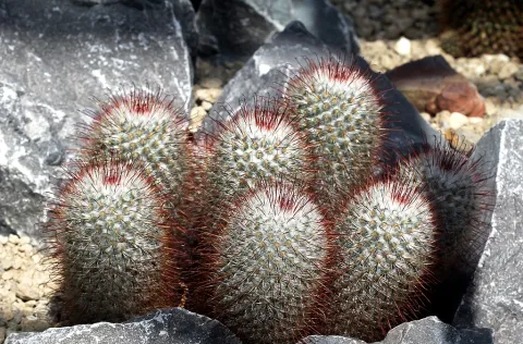 Small cactus Mammillaria bombycina