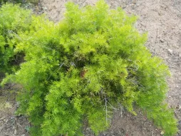 Asparagus densiflorus in un vaso