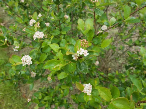 Aronia melanocarpa i jorden