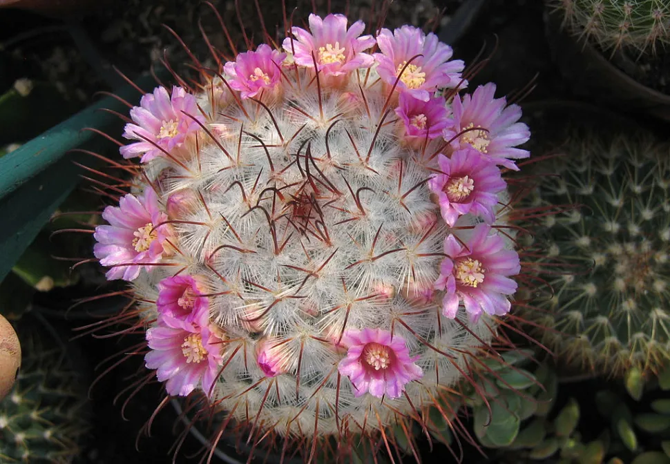 Kaktus rosa Blüten Mammillaria bombycina