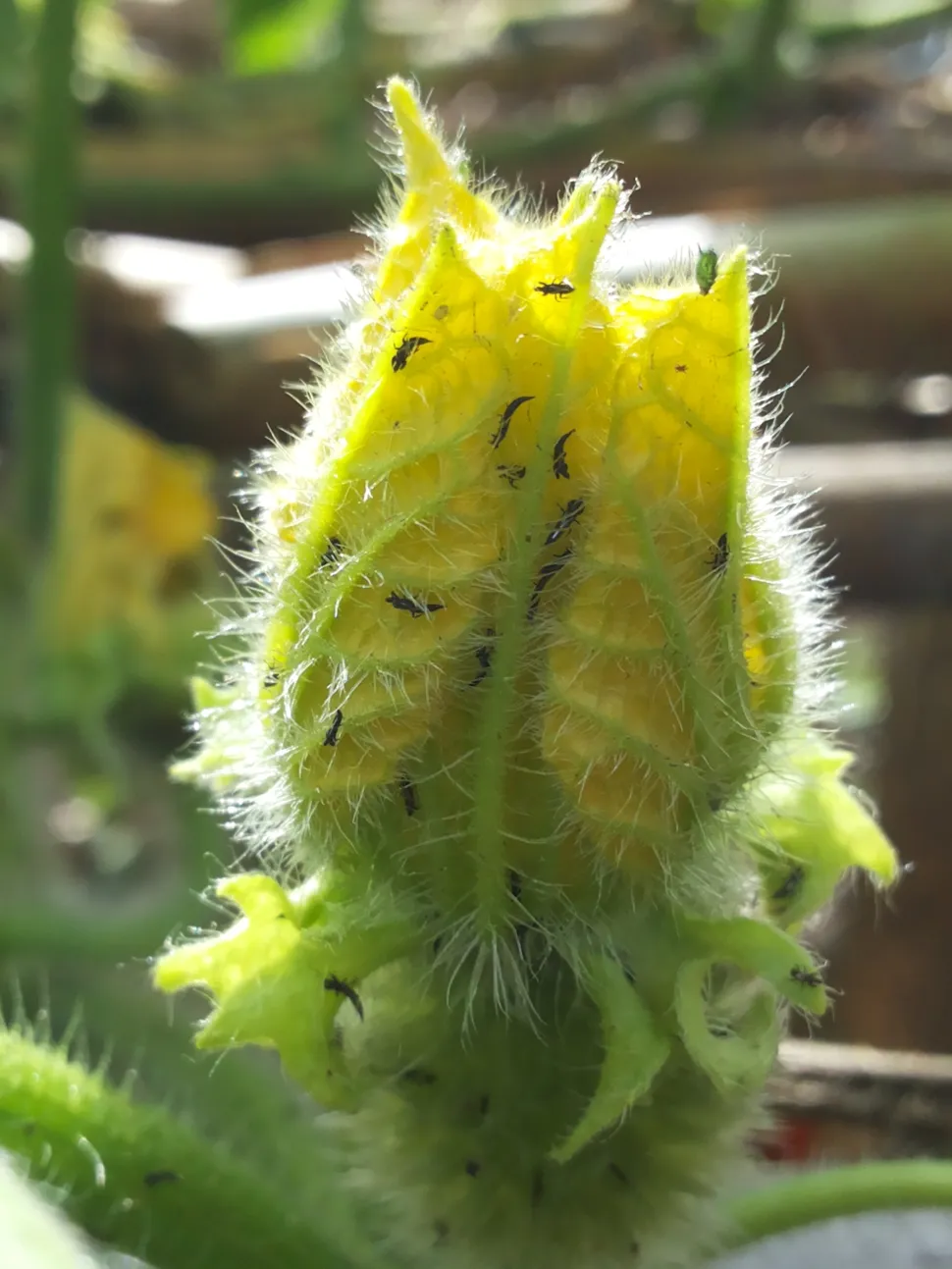 Thripse, die eine Kürbisblüte befallen