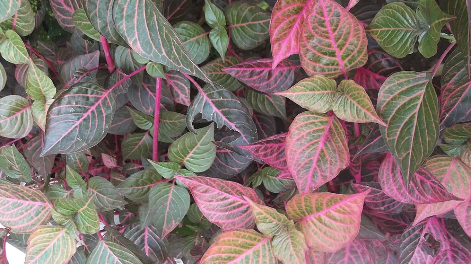 Lyserødt og grønt løv Iresine 'Acuminata'