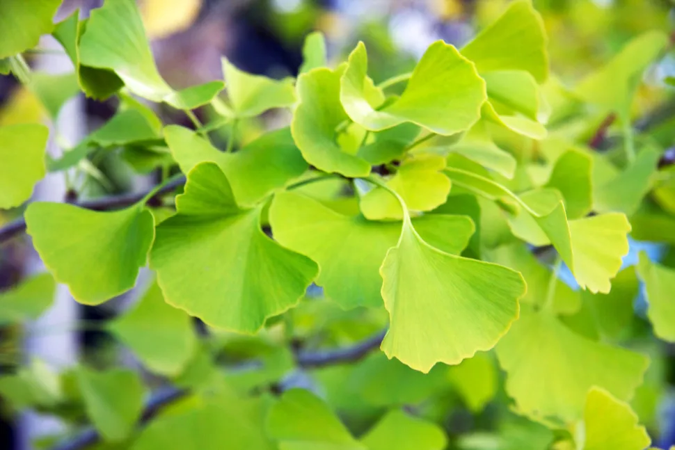 Grønne blade af Ginkgo biloba-vifte
