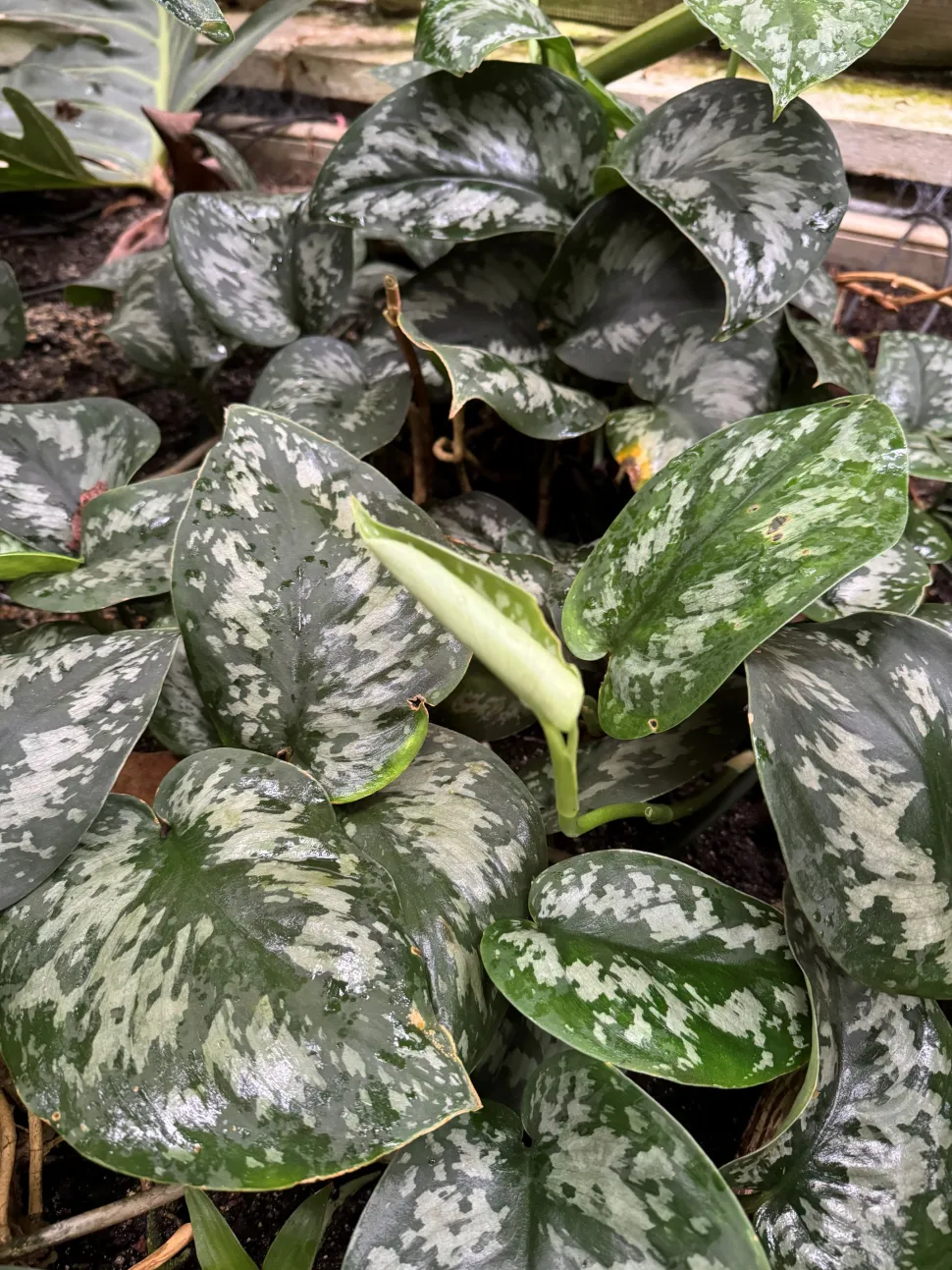 Junges Blatt von geflecktem Pothos