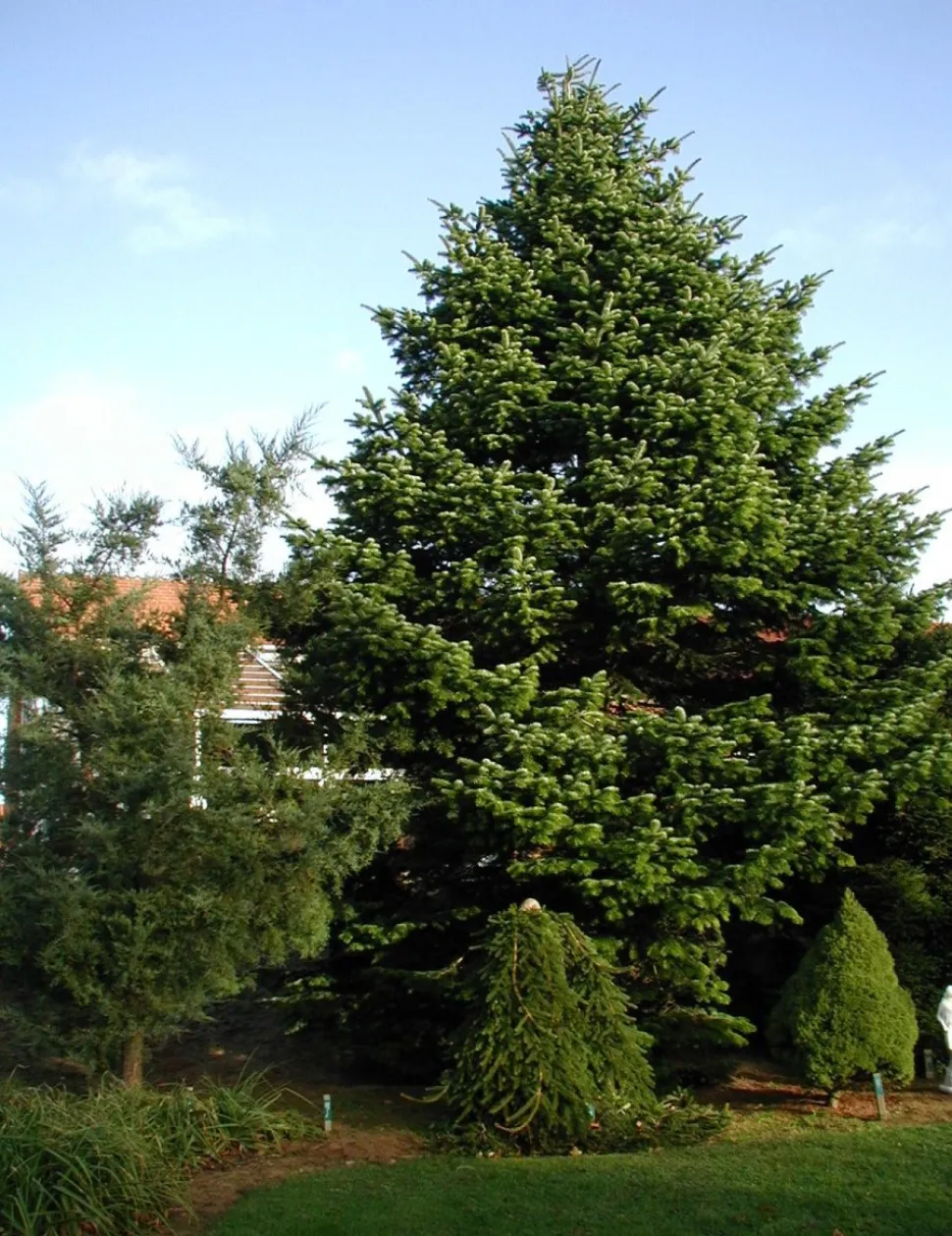 Abeto Nordmann