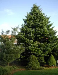 Nordmann fir