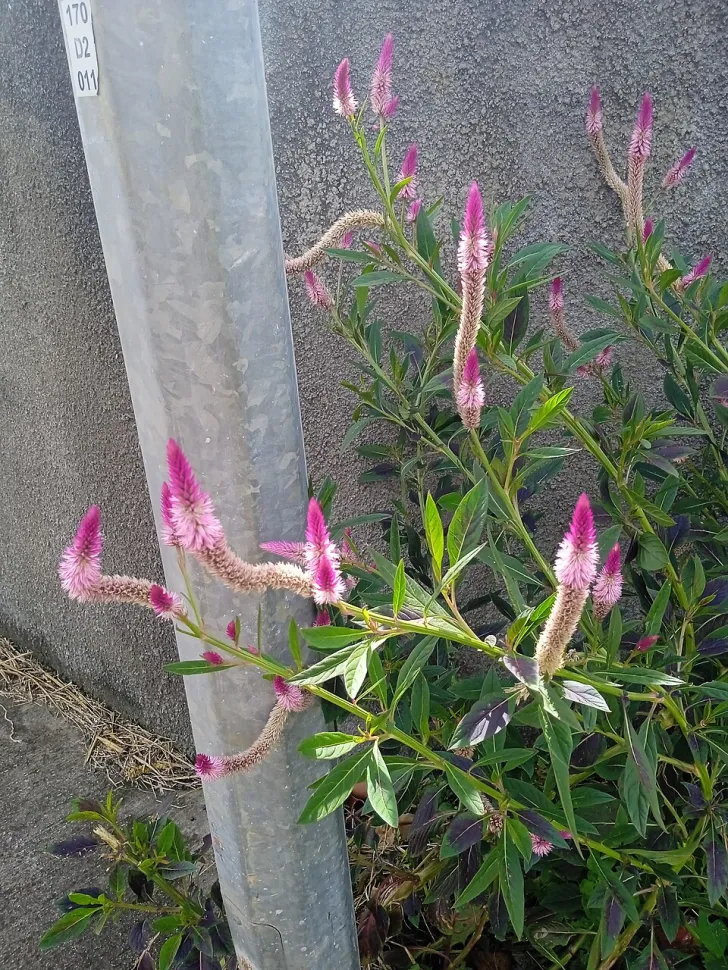 Celosia argentea violet and white