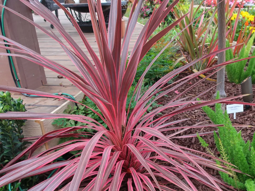 Cordyline Red Star in einem Beet
