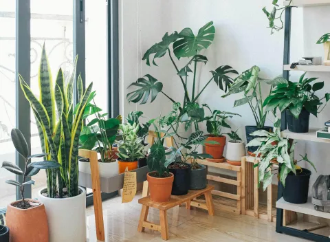 Planter inde i løvværksgrafik