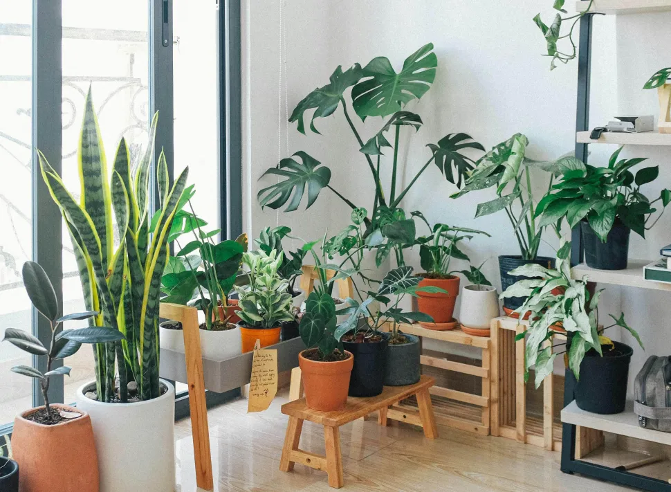 Plants inside foliage graphic