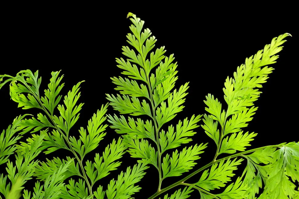Fronde di Davallia canariensis