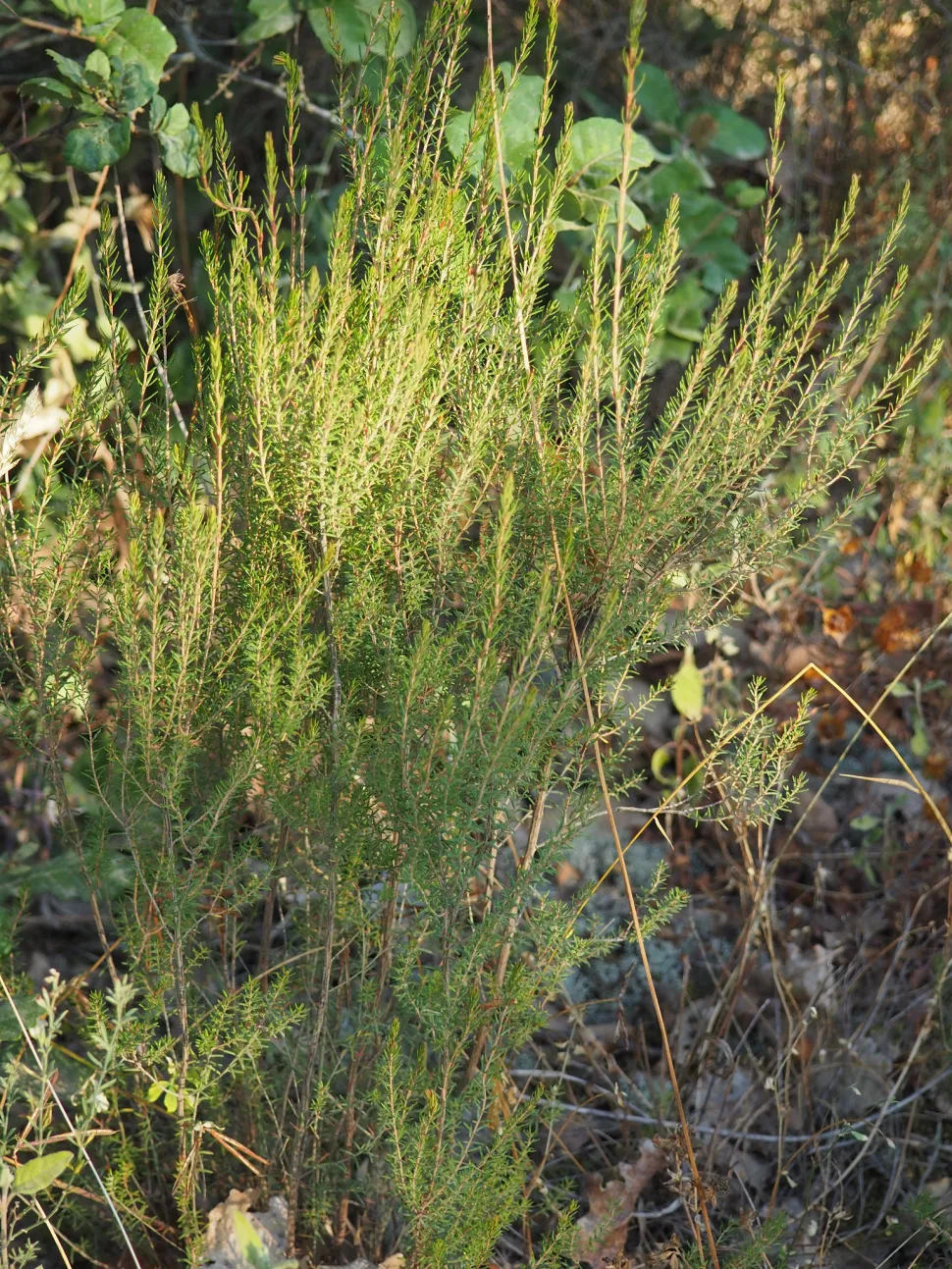Folhas de urze Erica arborea