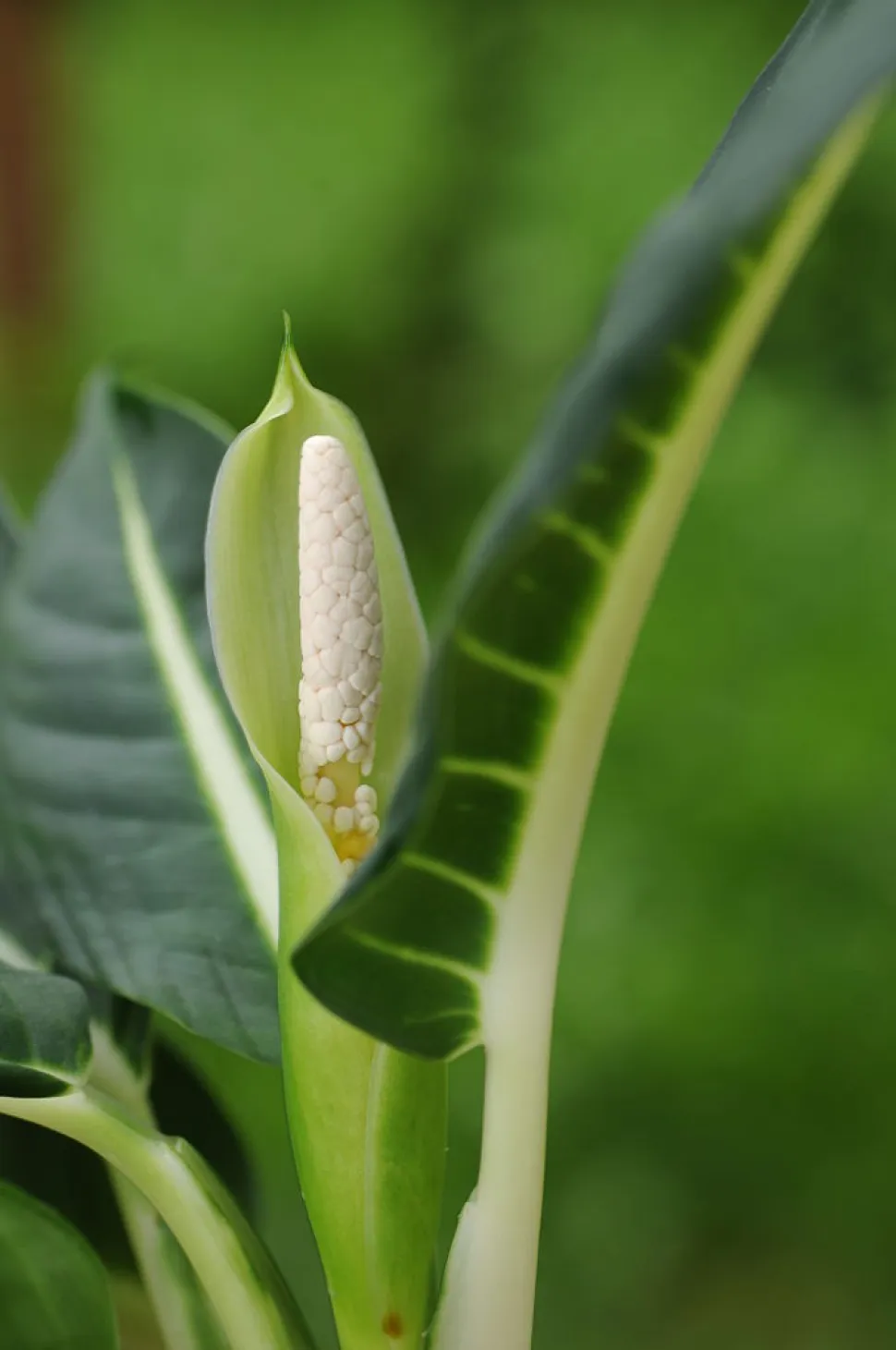 Dieffenbachia Green Magic bloem