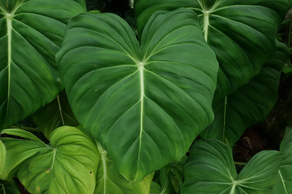 Groen blad Philodendron pastazanum