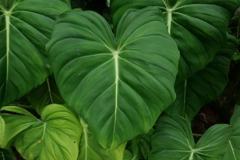 Grüne Blätter Philodendron pastazanum