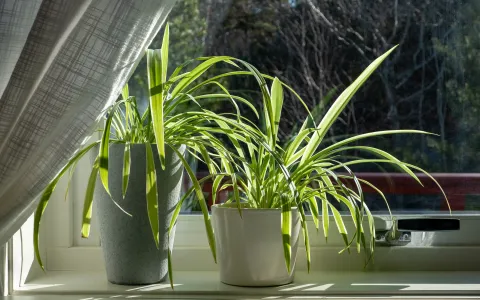 Chlorophytum comosum