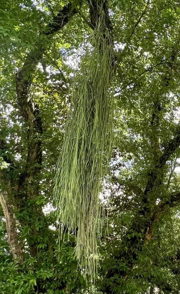 Rhipsalis baccifera em estado selvagem