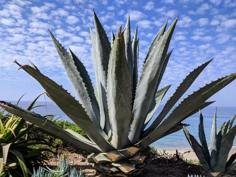 Agave americana en el suelo