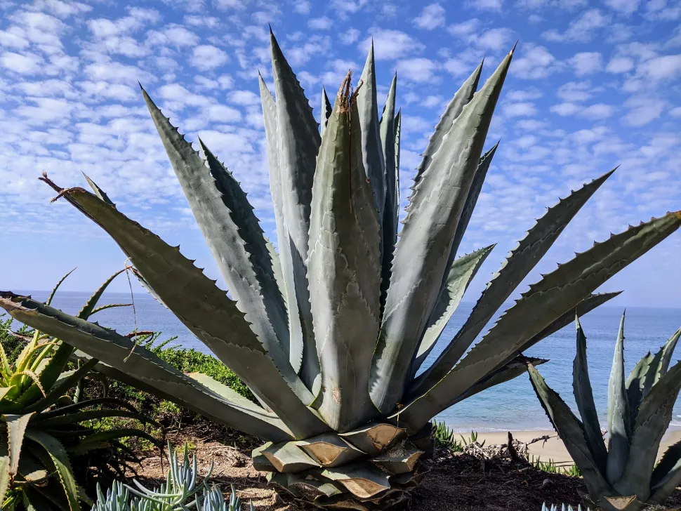 Agave americana en pleine terre