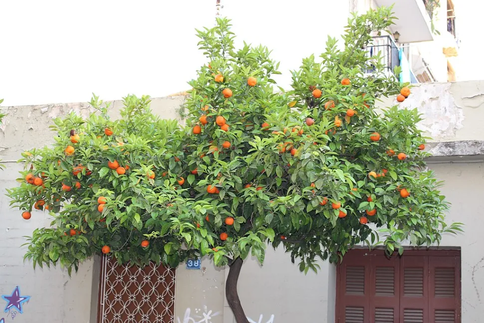 Volwassen sinaasappelboom in de grond