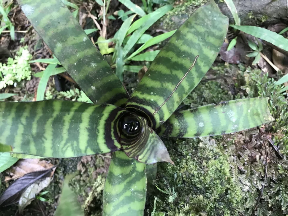 Guzmania musaica tank