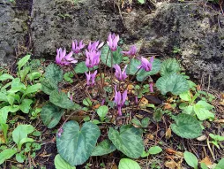 Cyclamen purpurascens in de tuin