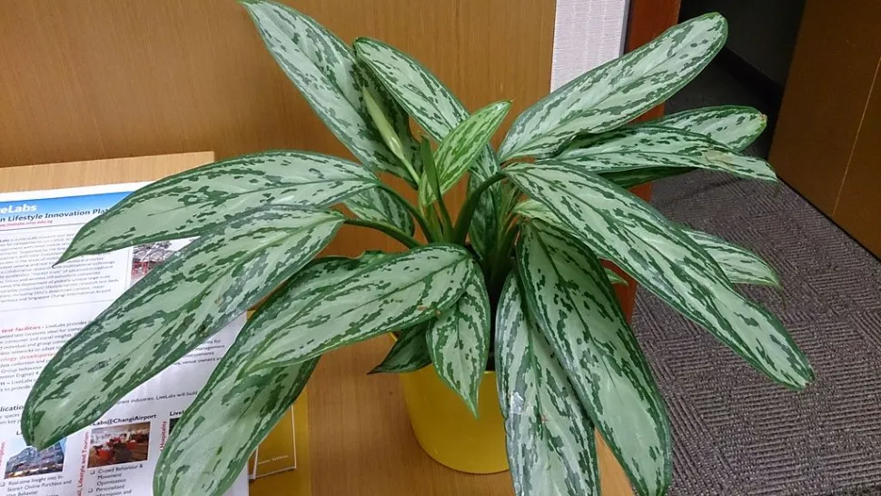Aglaonema commutatum im Topf