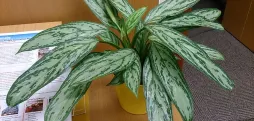Aglaonema commutatum im Topf