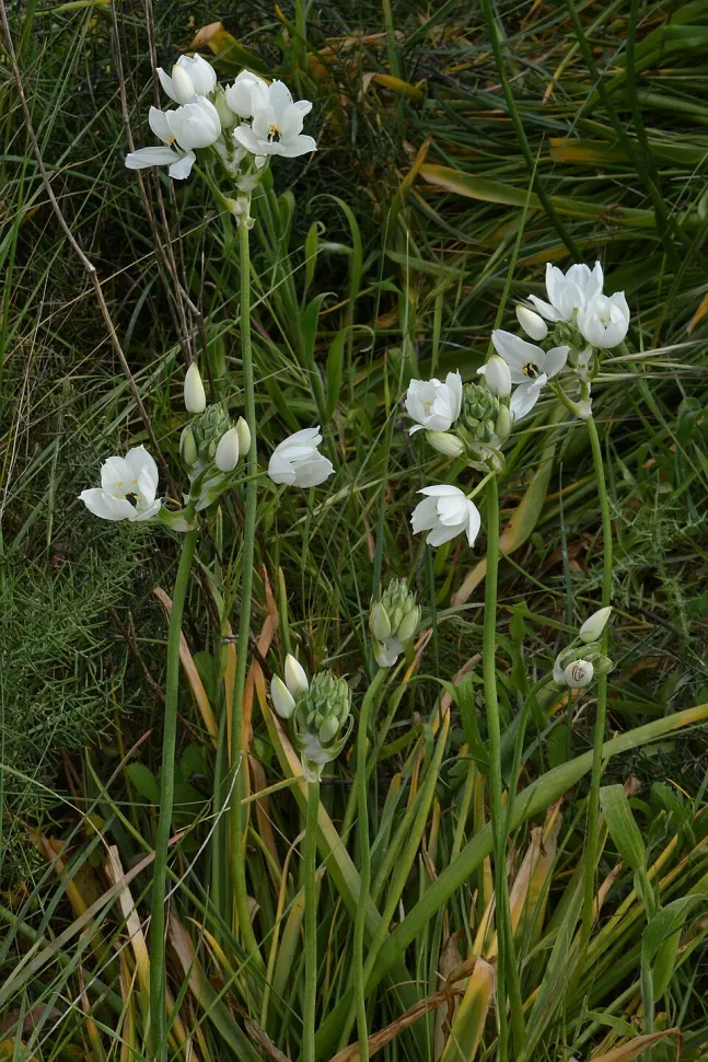 Star of Bethlehem in the ground