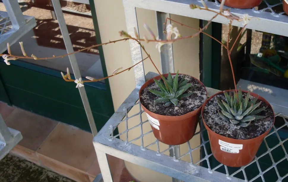 Haworthiopsis attenuata in Blüte