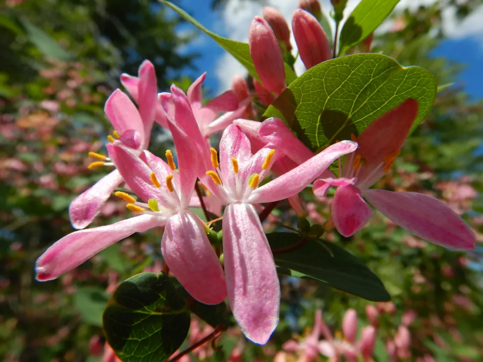 Fleurs chèvrefeuille Lonicera tatarica
