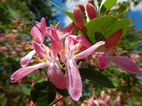 Flowers honeysuckle Lonicera tatarica